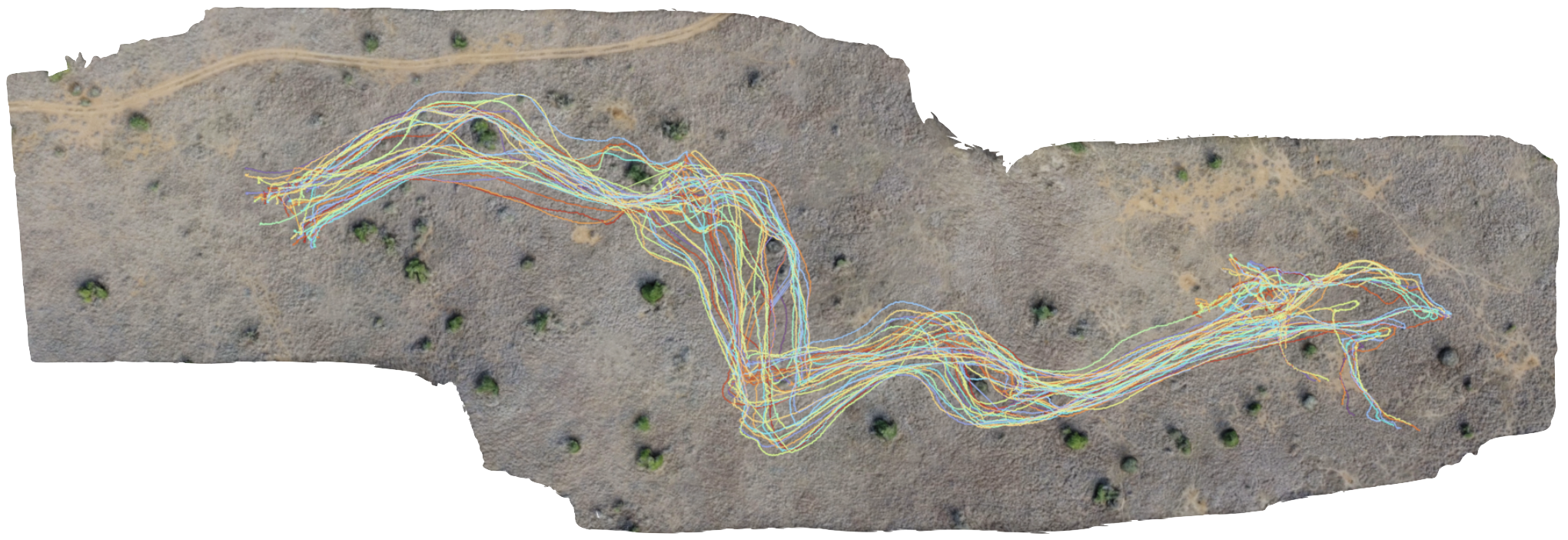 Tracking moving zebras from drone video data preview